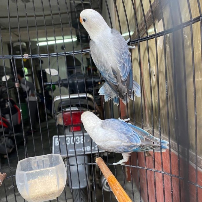 TERBARU Lovebird Biola Ewing Blue Sepasang BISA GOSEND