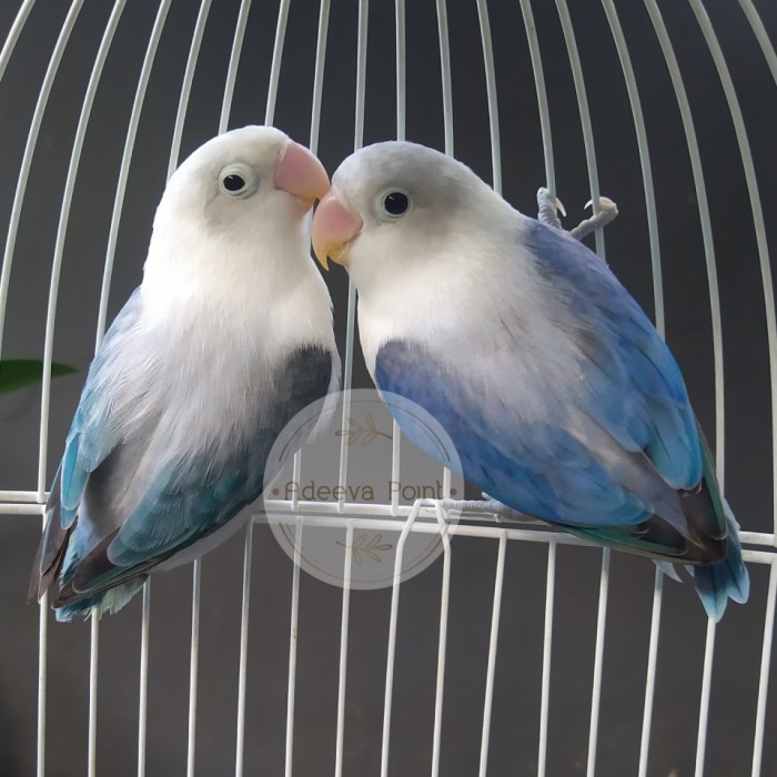 TERBARU Burung Lovebird Biola Ewing Vio / Blue BISA GRAB