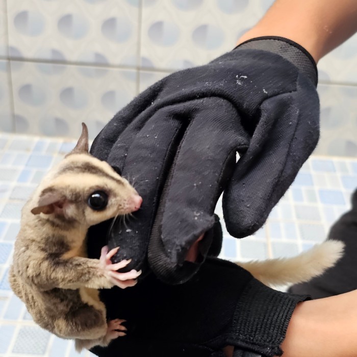 TERBARU sugar glider mozaik