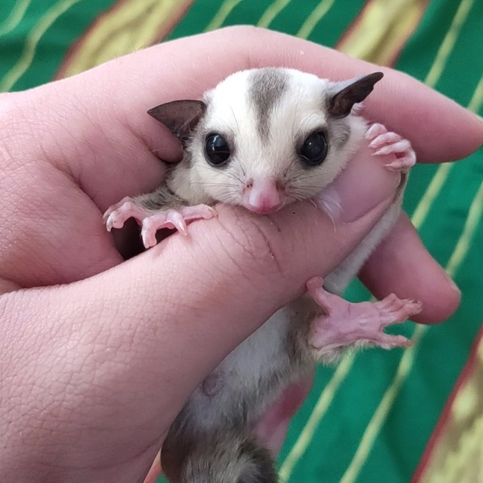 TERBARU Sugar Glider White Face Platinum (WF Plat) Het Leu Betina Joey