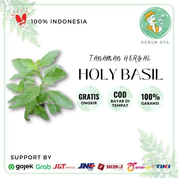 

PRODUK TERBATAS Tanaman sweet basil/ bumbu masak/rempah Bibit Hidup Masakan Eropa