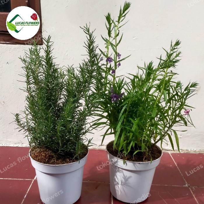 

STOK TERBATAS paket 2 tanaman hias lavender - Rosemary besar rimbun