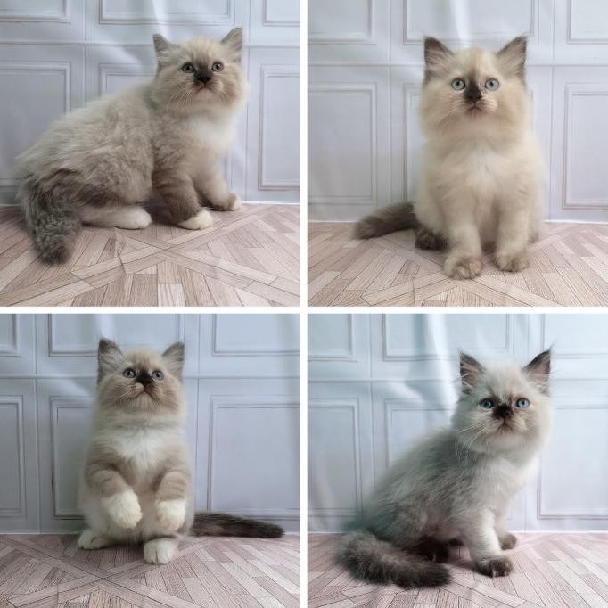 Kucing Ras Ragdoll Kitten