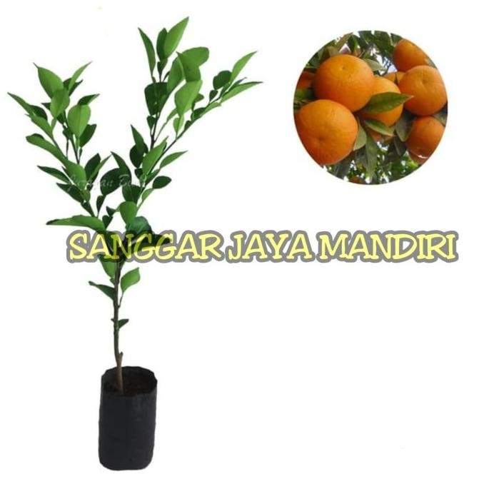 

SALE! POHON BIBIT JERUK SUNKITS