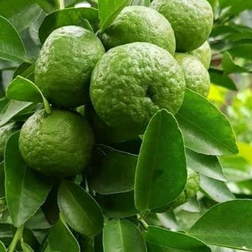 

SALE! BIBIT JERUK LIMAU/JERUK SAMBAL UNGGUL HSL OKULASI (BIBIT SDH BERBUAH)