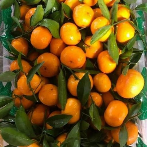 

SALE! BUAH JERUK MANDARIN SHANTANG DAUN/ SANTANG BIRMA 1 KG