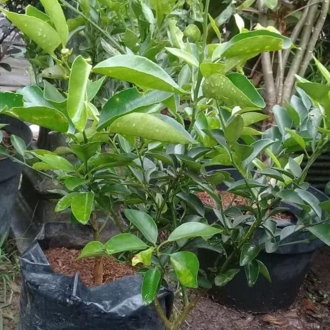 

SALE! BIBIT TANAMAN BUAH JERUK NIPIS