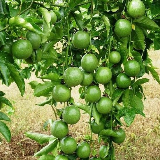 

SALE! TANAMAN POHON BIBIT JERUK LIMO