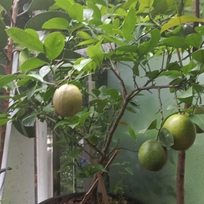 

SALE! BIBIT TANAMAN BUAH JERUK LEMON CALIFORNIA SUDAH BERBUAH // LEMON IM