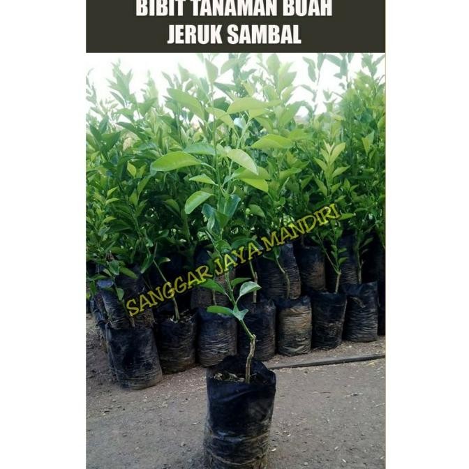 

SALE! POHON BIBIT JERUK LIMAU/JERUK SAMBAL