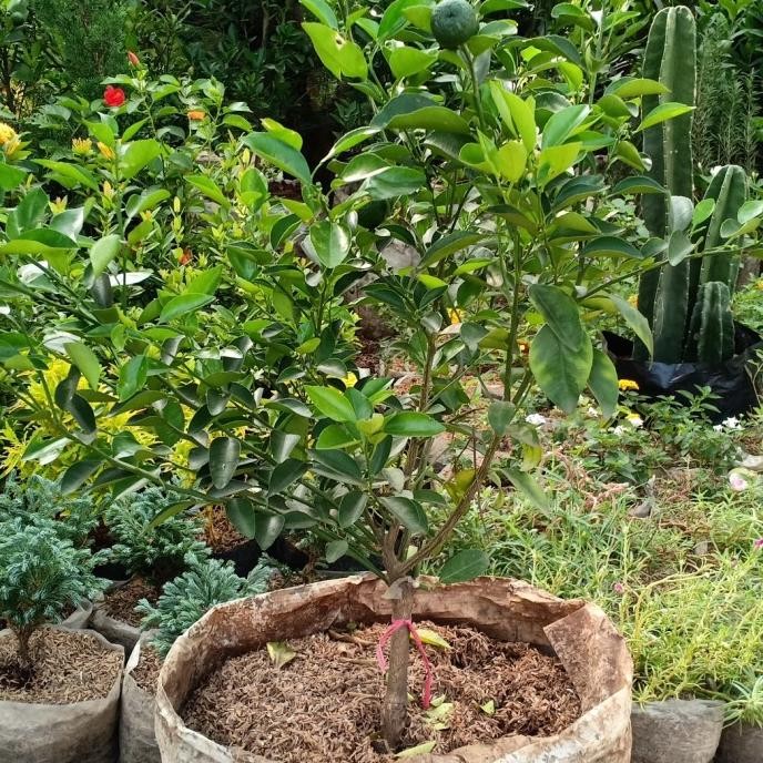 

SALE! TANAMAN BUAH JERUK LIMAU SAMBAL KONDISI SUDAH BERBUAH LEBAT