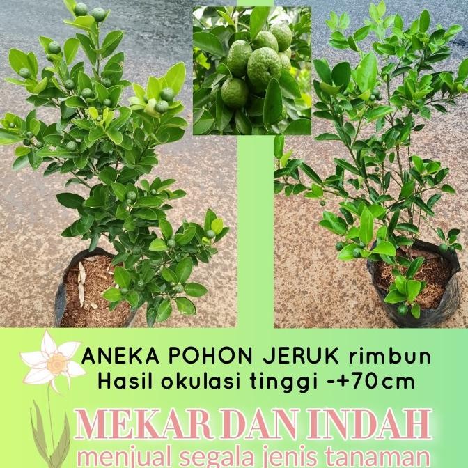 

SALE! BIBIT POHON JERUK SONGKIT/ JERUK KUNCI SUPER/ JERUK KIP PERAS