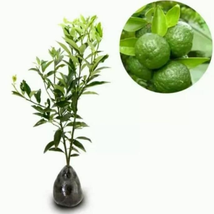 

SALE! POHON JERUK LIMO BERBUAH