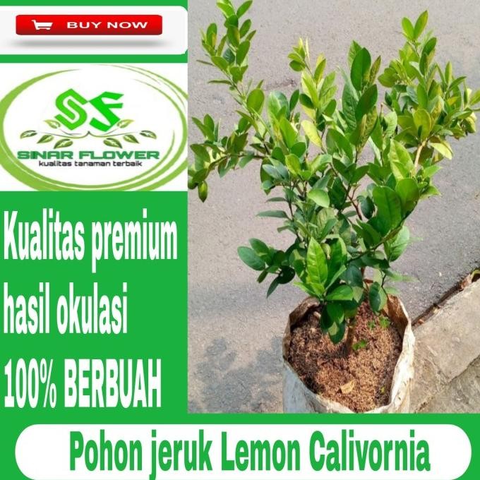 

SALE! POHON JERUK LEMON CALIFORNIA BERBUAH-JERUK LEMON KUNING - LEMON JUMBO