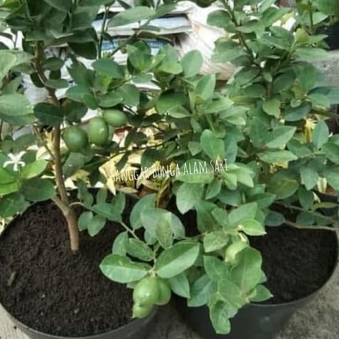 

SALE! TANAMAN JERUK NIPIS KAMPUNG SUDAH BERBUAH + POT