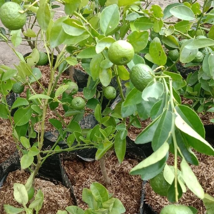

SALE! BIBIT JERUK LIMAU - JERUK SAMBAL