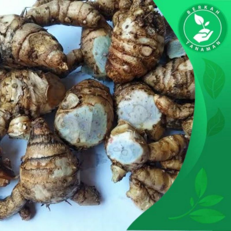 

Temu Hitam / Temu Ireng Asli 1kg Herbal