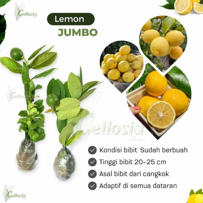 

Bibit Tanaman Buah Jeruk Lemon Jumbo Sudah Berbuah MMU