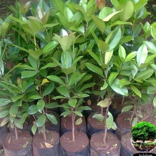 Tanaman Bibit Buah Cherry Black Pitomba MMU