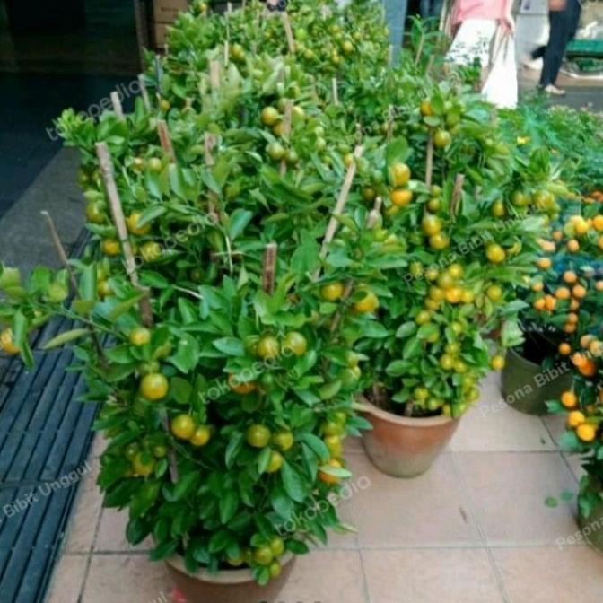 

bibit tanaman buah jeruk kasturi lemon cui jeruk peras berbuah MMU