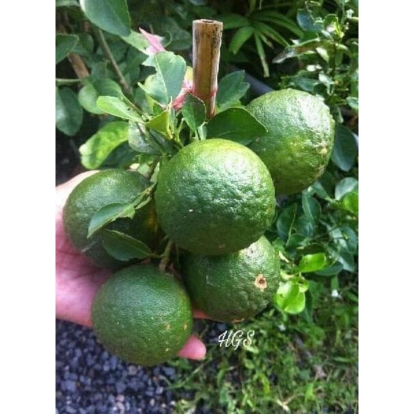 

Bibit Tanaman Buah Jeruk Purut Bergaransi MMU