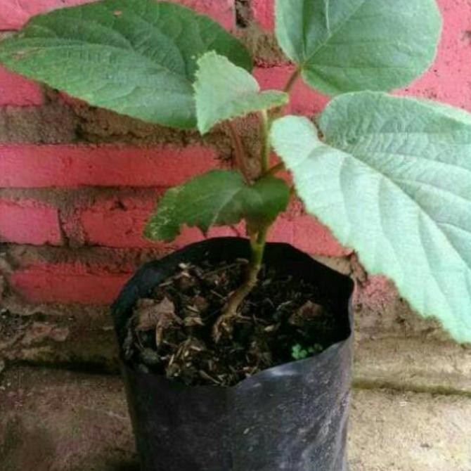 bibit tanaman buah kiwi gold unggul MMU