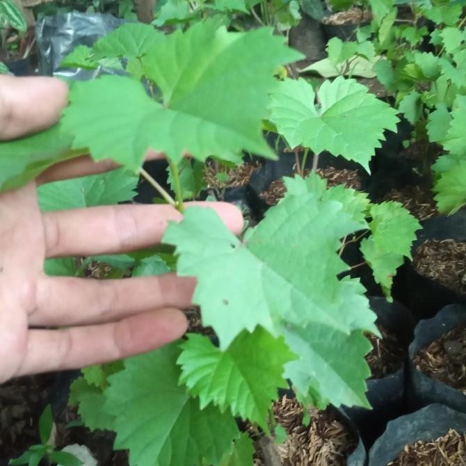 Tanaman Buah Bibit Anggur Red Master/Bibit pohon Anggur Red master MMU