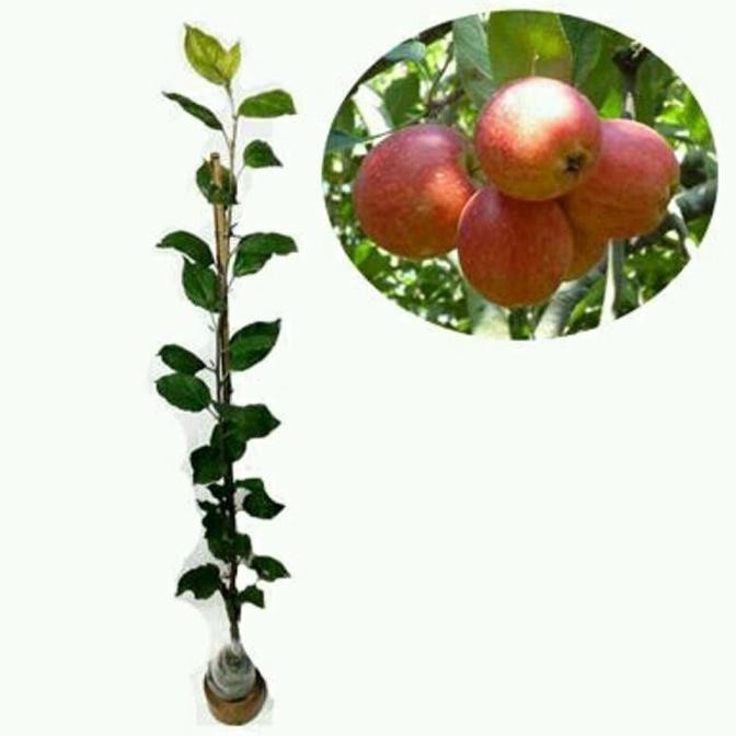 

Tanaman Buah bibit Apel jenis Rome Bety-apel malang MMU