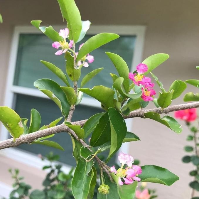 Cherry Barbados Sianci Kecut, Bibit Tanaman Hias Buah dan Bai MMU