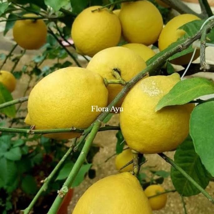 

Tanaman Buah Pohon Jeruk Lemon import BERBUAH Ber Unggul MMU