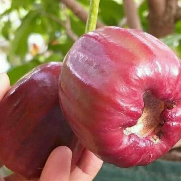 BIBIT TANAMAN BUAH JAMBU AIR DALHARI SIAP BUAH MMU