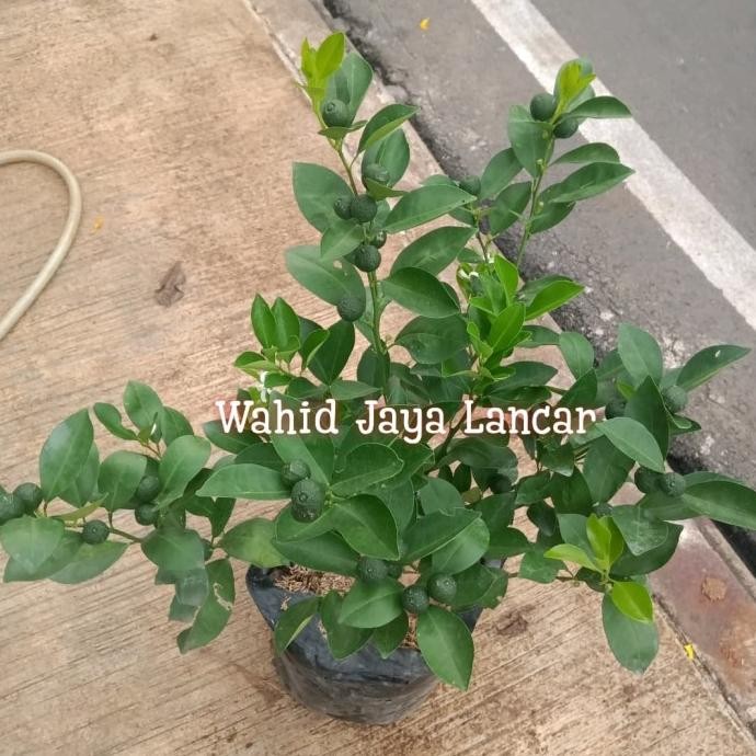 

Bibit Tanaman Buah JERUK SONKIT sudah berbuah / berbunga MMU