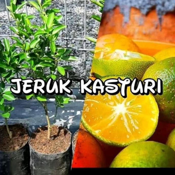 

Bibit Tanaman Buah Jeruk Kasturi okulasi cepat berbuah MMU