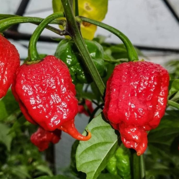 Tanaman Cabe Carolina Reaper - Bibit Buah/ Cabai Carolina Reaper MMU