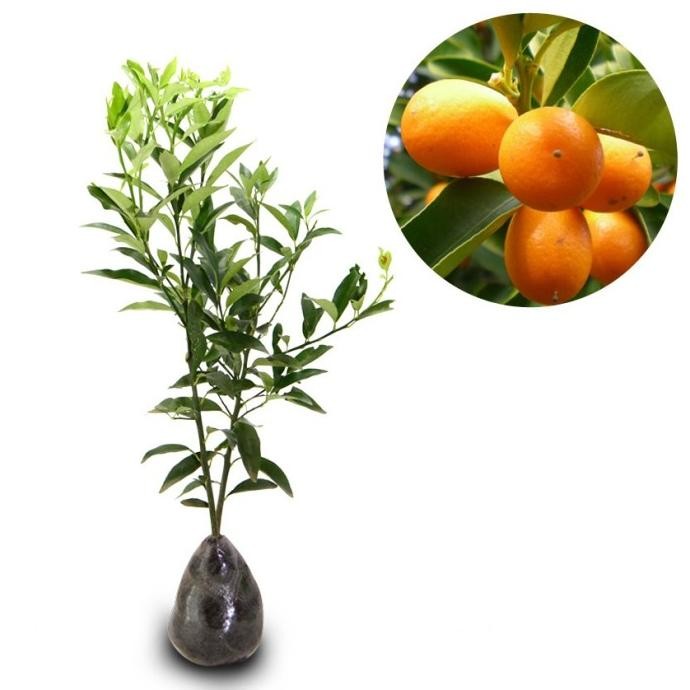 

Bibit Tanaman Buah Jeruk Nagami Nagami Kumquat MMU