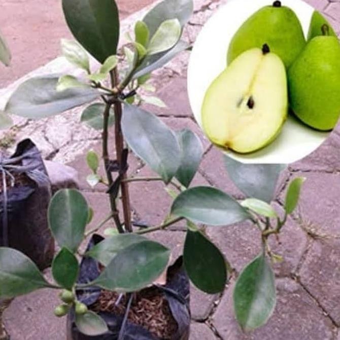

BIBIT TANAMAN BUAH PEAR / PIR HIJ MMU