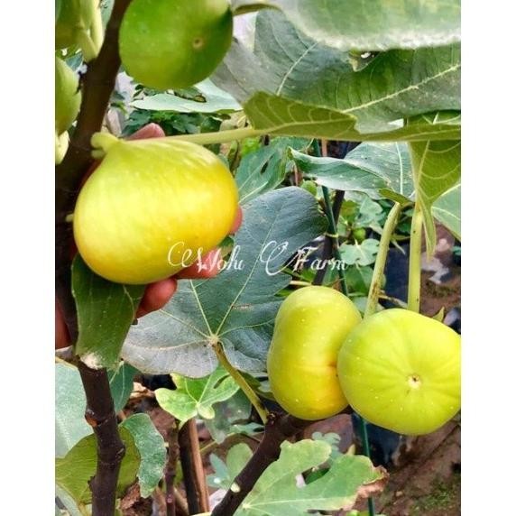bibit tanaman buah tin jumbo kuning Yellow Giant Khasi fresh cangkok MMU