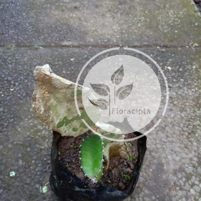 FRES Bibit buah naga kuning - Pohon buah naga kuning VALID