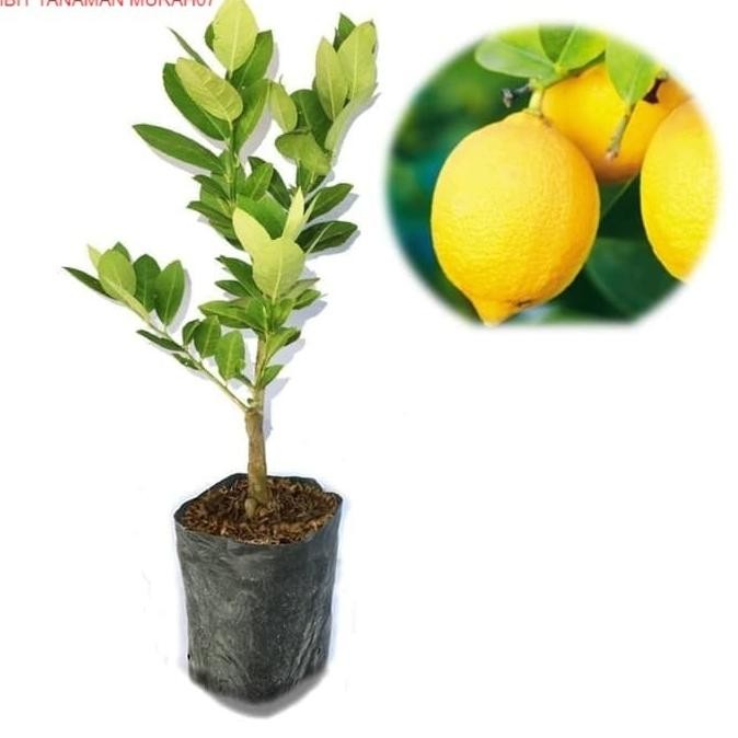 

Bibit Tanaman Buah Jeruk Lemon Bangkok COD MMU
