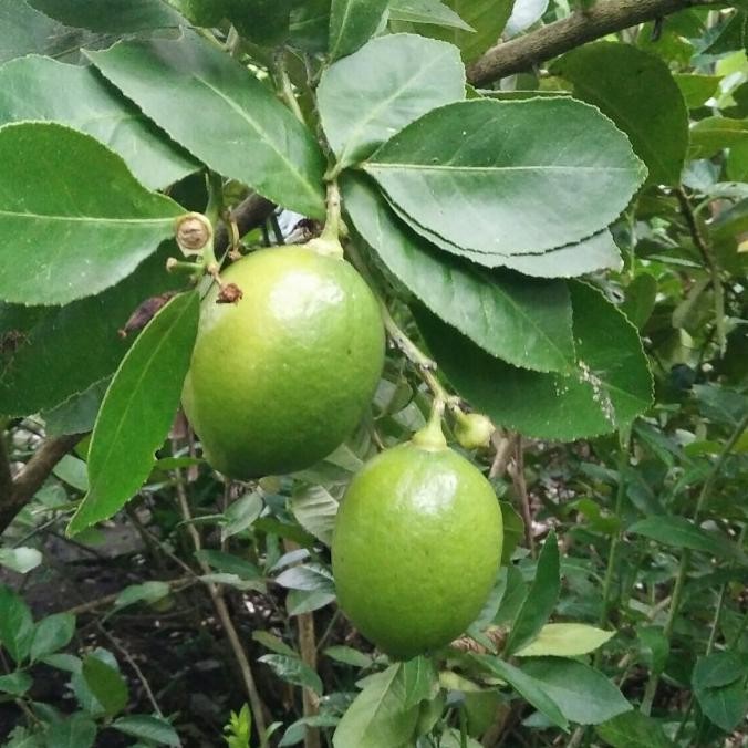 

Bibit Tanaman Buah Jeruk Lemon MMU