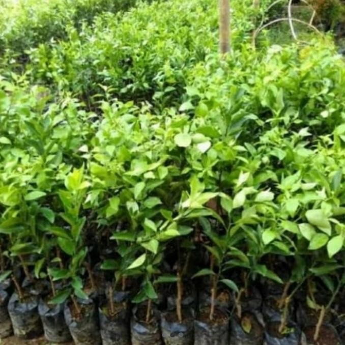 

bibit tanaman buah jeruk santang madu MMU