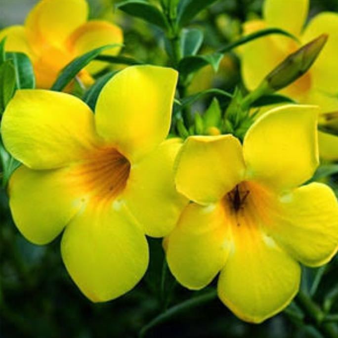 

Terjangkau Tanaman Hias Alamanda Bunga Kuning