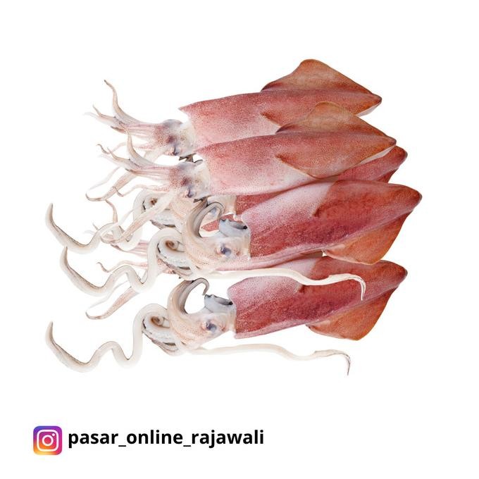 

Cumi Teropong 1Kg Segar