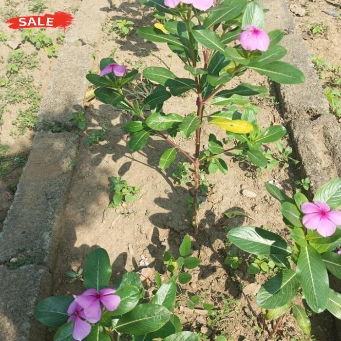 

New Daun Tapak Dara Segar Organik Tanaman Tapak Dara Segar Herbal Daun Herbal Kalimantan