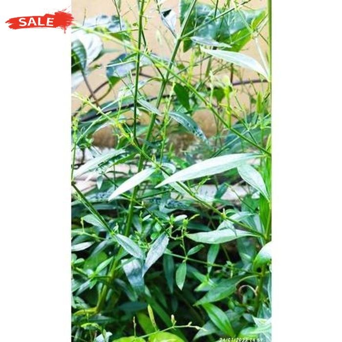 

Terlaris Daun Sambiloto 100 Lembar / Daun Sambiloto Segar Langsung Petik / Daun Sambiloto Kusus Daun Segar / Daun Herbal / Obat Herbal / Promo / Diskon / Terlaris / Termurah / Cod Daun Herbal Segar