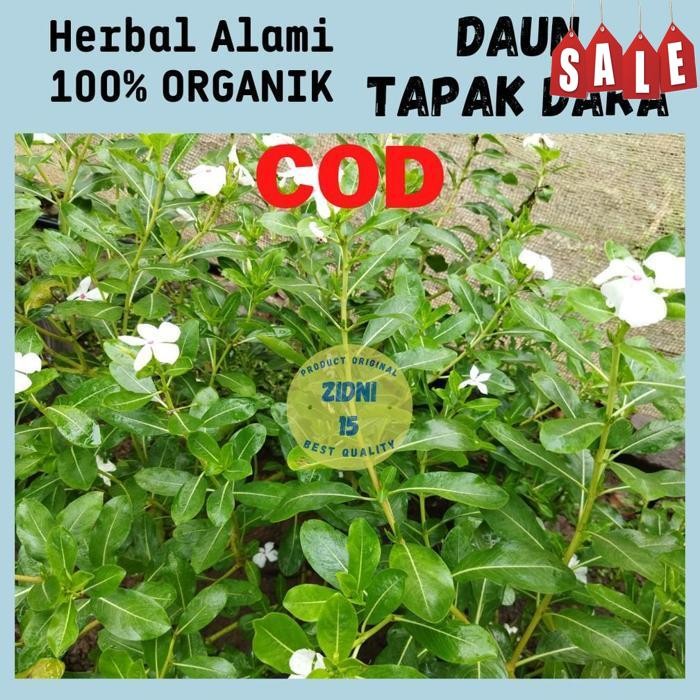 

Special Price Daun Tapak Dara Segar Organik Tanaman Tapak Dara Segar Herbal Daun Herbal