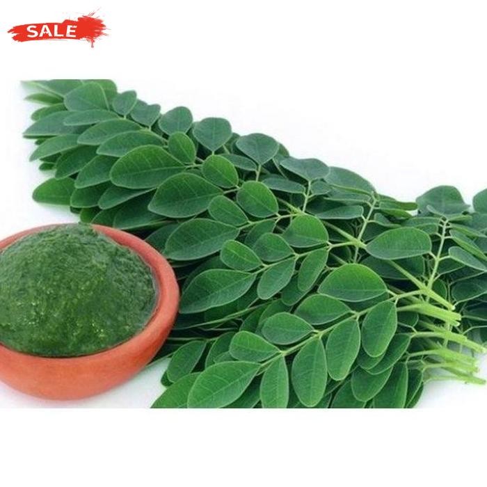 

Paling Laris Daun Kelor Asli Moringa Teh Daun Kelor Herbal Alami Moringa Oleifera - Daun Segar, 10 Gram Daun Artificial Premium