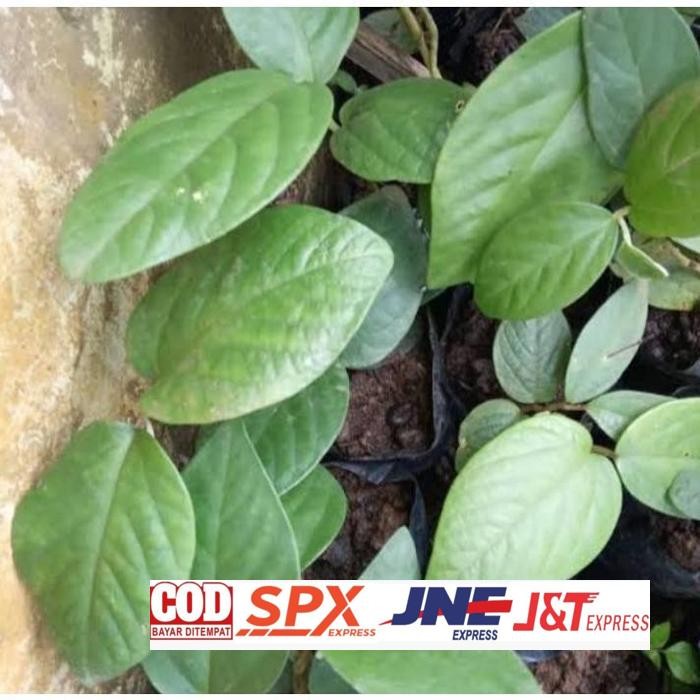 

New Arrival Herbal Daun Singa Depa Fresh 250Gram Daun Herbal Alami