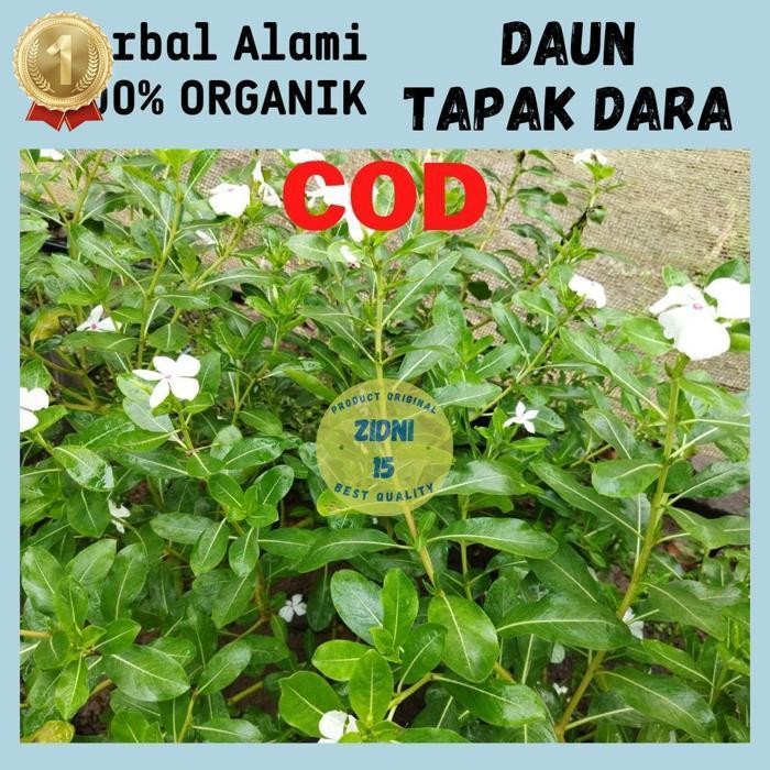 

Termurah Daun Tapak Dara Segar Organik Tanaman Tapak Dara Segar Herbal Daun Herbal Kering