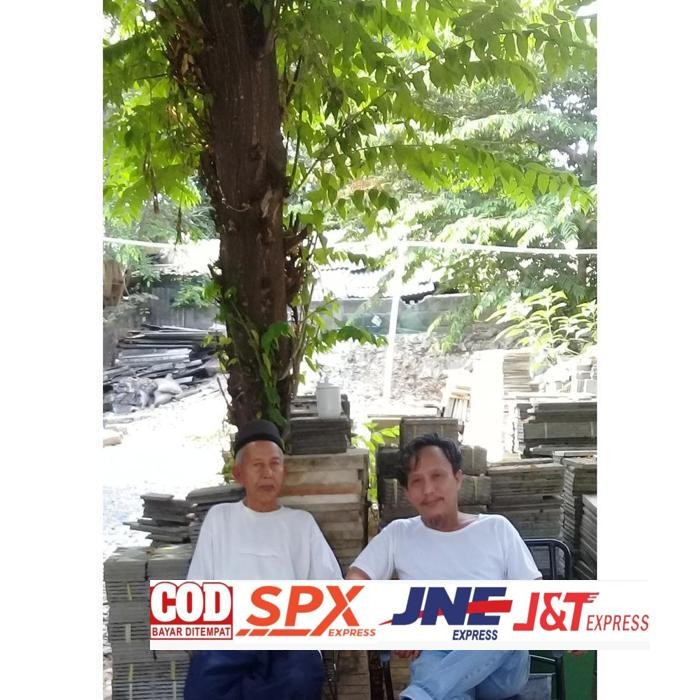 

Hemat Daun Segar Cherry Kersen Talok 100 Gram Herbal Kesehatan Tubuh Daun Herbal Kering